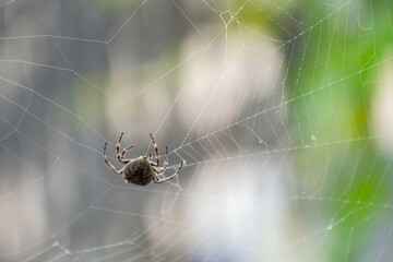 spider on web