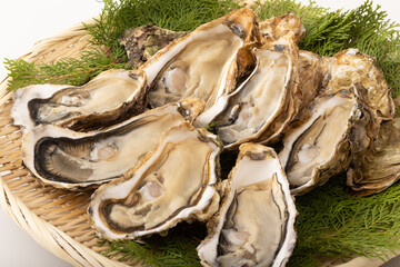 殻付き生牡蠣　(宮城県産)