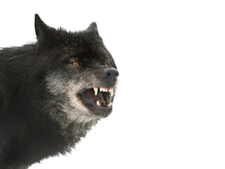 Canadian growling wolf isolated on white background