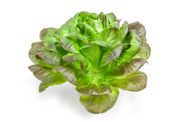 Fresh lettuce close-up isolated on white