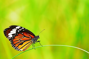  Thai butterfly in garden,garden summer flower and butterfly flower butterfly flower butterfly