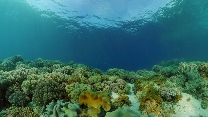 Fototapeta na wymiar Beautiful underwater landscape with tropical fishes and corals. Life coral reef. Philippines.
