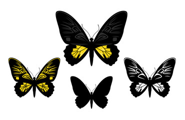 beautiful Indonesian butterfly oblong-spotted birdwing (troides oblongomaculatus) with black and yellow wings vector design set
