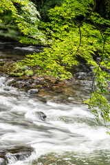 新緑に包まれた山中温泉鶴仙渓の眺め