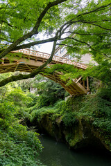 Fototapeta na wymiar 新緑に包まれた山中温泉鶴仙渓のこおろぎ橋