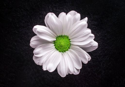 Studio shot of flower on a black background. Close up.