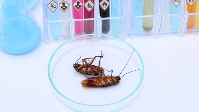 scientific experiments with  Cockroach in the laboratory and chemical