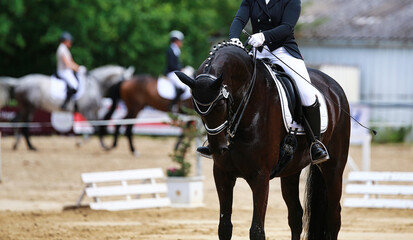 Black dressage horse with rider in the final lineup in the test, in the background two more blurred...