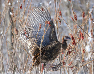 wild turkey in nature during winter