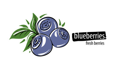 Drawn vector blueberries on a white background