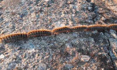Oruga procesionaria sobre roca