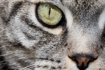 cat eye close up shot