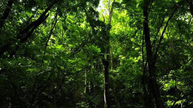 Beautiful morning green forest. Tall trees with green branches with sunlight. Bilar Man-Made Forest. Bohol, Philippines.