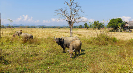 Many Thai buffaloes are eating grass in grass fields