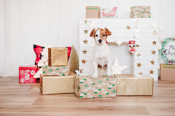 cute jack russell dog standing on presents boxes over christmas decoration at home or studio....