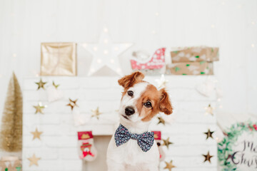 cute jack russell dog wearing bow tie over christmas decoration at home or studio. Christmas time, december, white background with lights