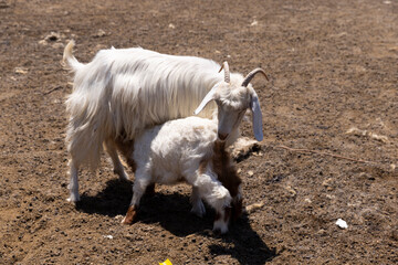 baby goat sucks the udder of a white mother goat.