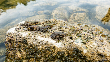 rocky bottom of the reservoir. little frogs are sitting on a large stone