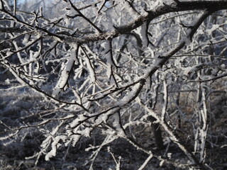 Beautiful snowy winter forest with trees covered with frost and snow close up. Nature winter background with snow-covered branches. white frost on trees, white drifts Road, trail in the winter forest.