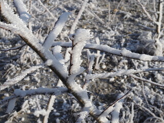 Beautiful snowy winter forest with trees covered with frost and snow close up. Nature winter background with snow-covered branches. white frost on trees, white drifts Road, trail in the winter forest.