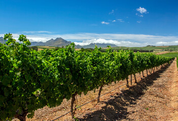Fototapeta na wymiar SOUTH AFRICA. Grape plantations at a grape farm near Cape Town.