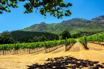 Fototapeta na wymiar SOUTH AFRICA. Grape plantations at a grape farm near Cape Town.
