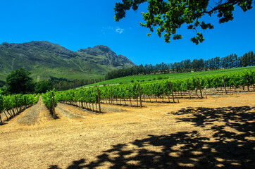 Naklejka premium SOUTH AFRICA. Grape plantations at a grape farm near Cape Town.
