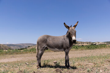 Donkey on the spring meadow