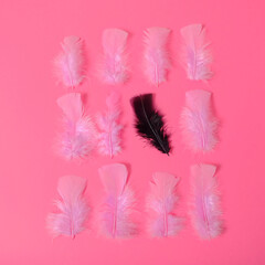 Pink feathers and one black feather on a pink rose background. Equality, diversity concept. Minimal style.