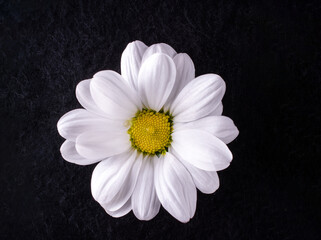 Studio shot of flower on black background. For design. Nature.