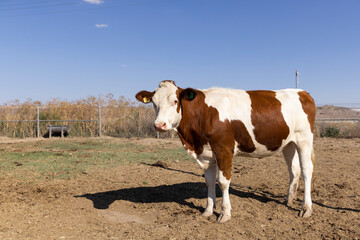 a simental cow grazing