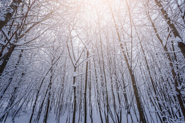Winter forest view at cold day.