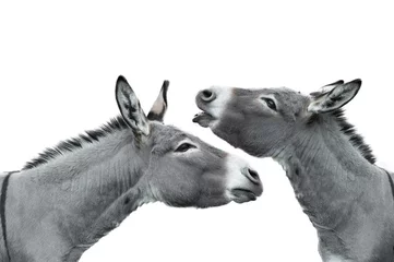 Foto auf Acrylglas two portrait of a screaming donkey isolated on white background © fotomaster