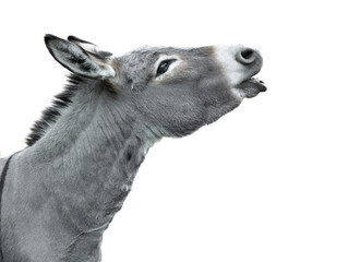 portrait of a screaming donkey isolated on white background