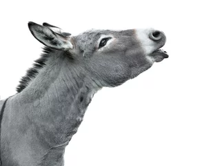 Zelfklevend Fotobehang portrait of a screaming donkey isolated on white background © fotomaster