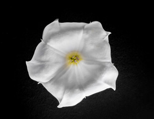 Fototapeta na wymiar One flower on black background. Selective focus.