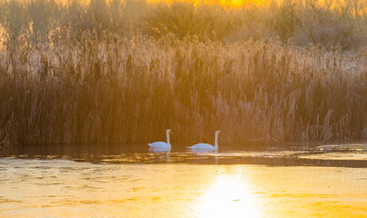Frosty reed along the edge of a frozen lake in sunlight at sunrise in winter, Almere, Flevoland, The Netherlands, December 22, 2021