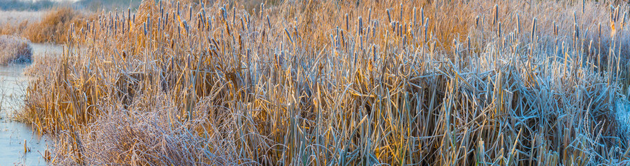 Frosty reed along the edge of a frozen lake in sunlight at sunrise in winter, Almere, Flevoland, The Netherlands, December 22, 2021