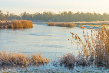 Frosty reed along the edge of a frozen lake in sunlight at sunrise in winter, Almere, Flevoland, The Netherlands, December 22, 2021