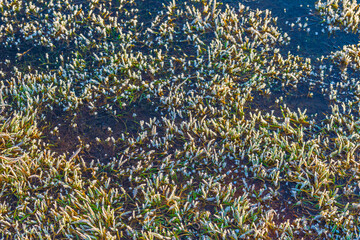 Frosty reed along the edge of a frozen lake in sunlight at sunrise in winter, Almere, Flevoland, The Netherlands, December 22, 2021