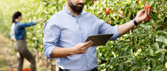 Modern farmers work in garden, check ripeness of crop. Business outdoor