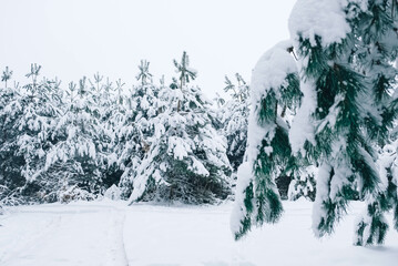 Forest and Christmas trees covered with snow on a winter day