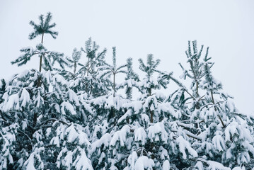 Forest and Christmas trees covered with snow on a winter day