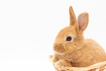 Little dwarf rabbit isolated on white copy space