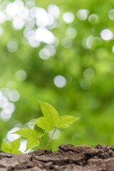 Spring leaves of maple tree , green background