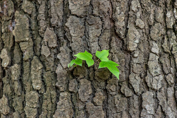Maple tree bark with green leaves