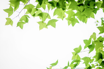 Obraz premium In spring, the green maple leaves background. Can be used as a border, a frame, and a wallpaper