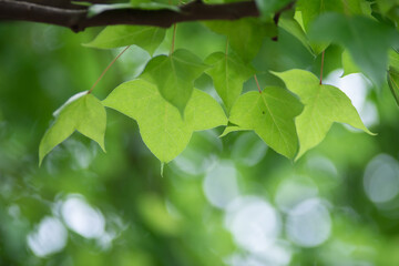 Fototapeta na wymiar Green background of maples in srping.