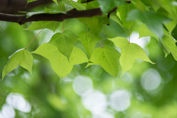 Fototapeta na wymiar Spring leaves of maple tree , green background