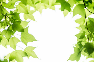 In spring, the green maple leaves  background. Can be used as a border, a frame, and a wallpaper